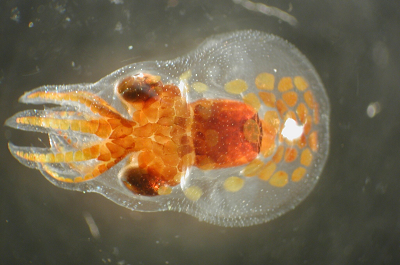 Live Plankton